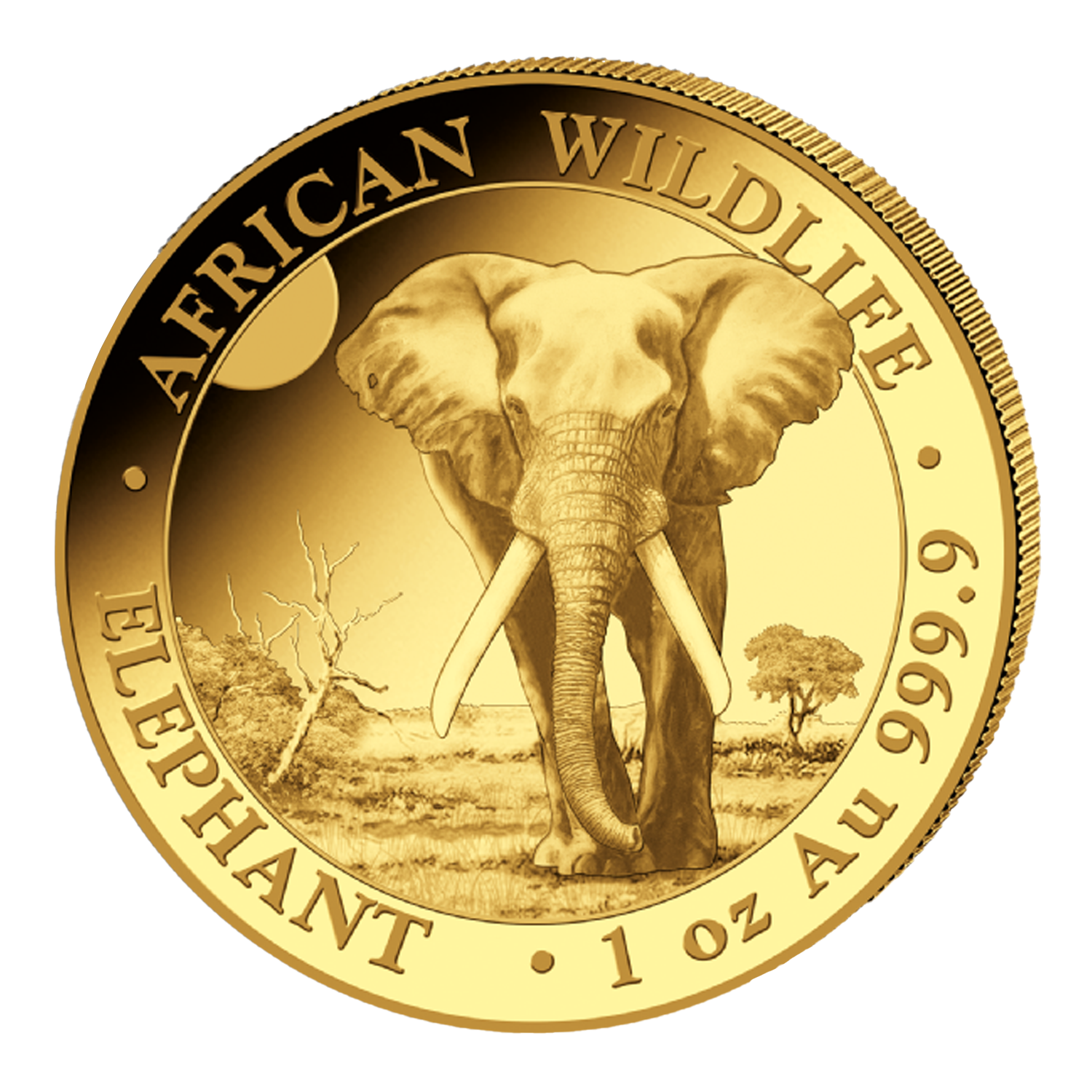 Elefant 2025 - Somalia 1 oz Goldmünze